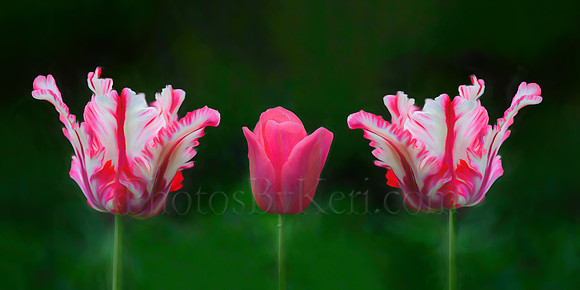 Three Pink Tulip Sisters