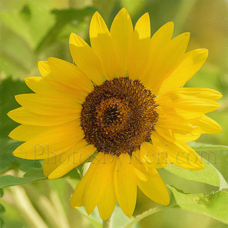 Sunny