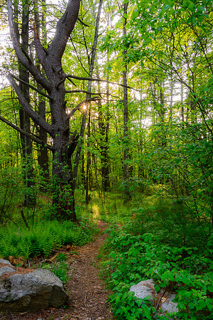 The Path
