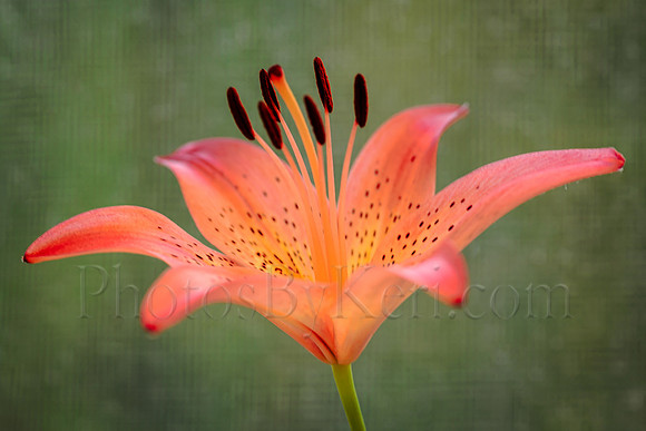 Lily In A Window