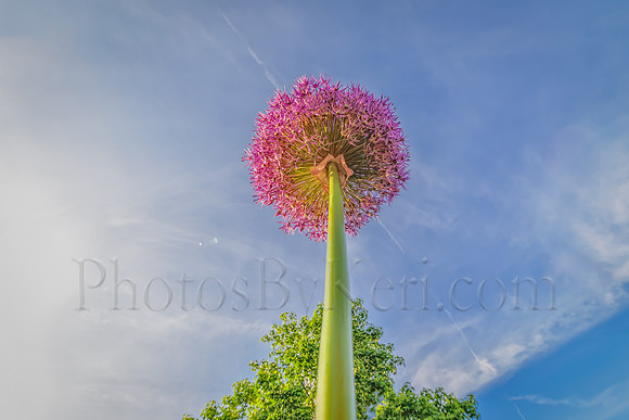 The Almighty Allium