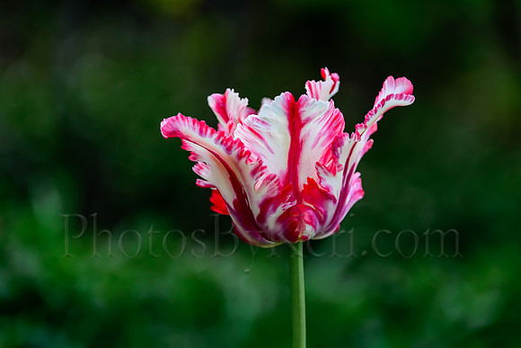 The Painted Tulip