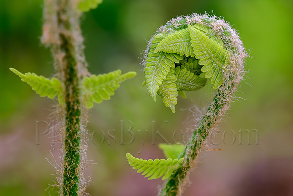 Spring Unfurling