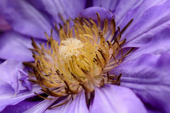 Purple Clematis