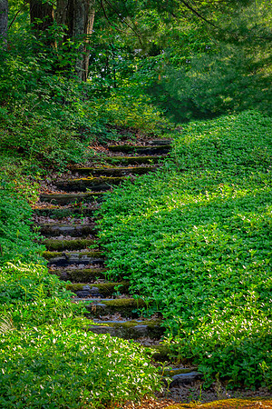 Stone Steps In Green