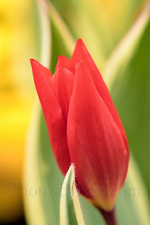 Fresh Red Tulip