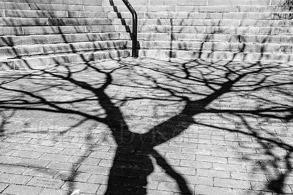 Tree's Shadow