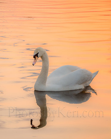 Swan's Sunset Song