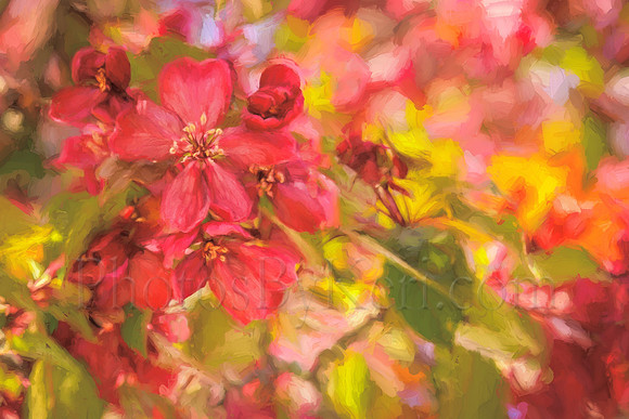 Blossoms of Crabapple