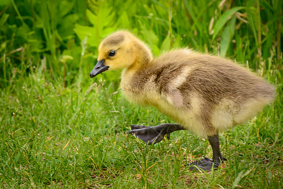 Learning To Waddle