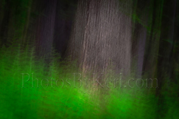 The Forest Abstract