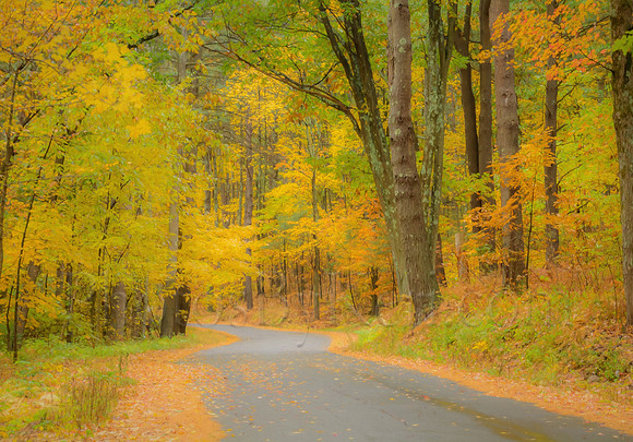 In A Yellow Wood