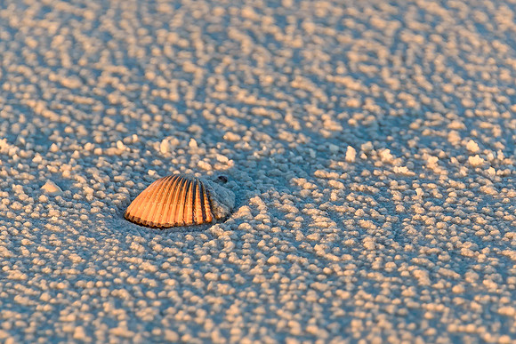 Sea Shell, Sand, Sunlight, And Shadows