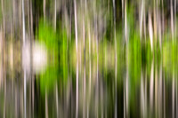 Greens and Grays