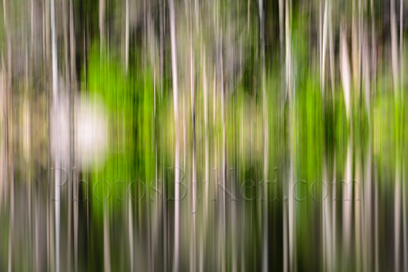 Greens and Grays
