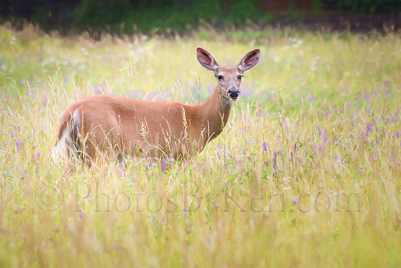 How Deer You!