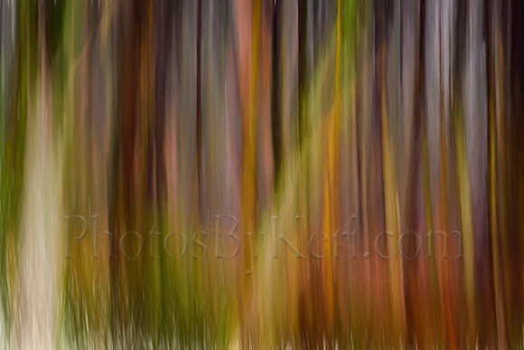 Color and Movement in Late Winter