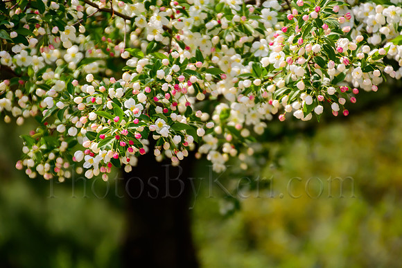 Blossoming Tree Abstract