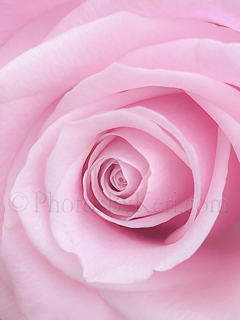 Angelic Rose