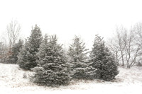Trees In Snow