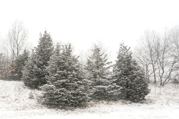 Trees In Snow