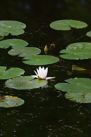 Lovely Lily