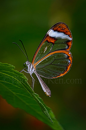 Glass Wings