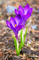 Spring Awakenings