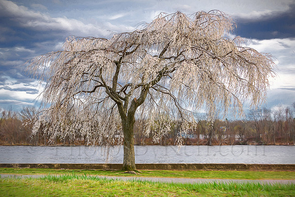 Spring Arrives On The River