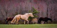 Galloping Gorgeous