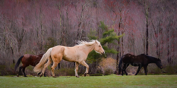 Galloping Gorgeous