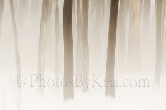 Trees in Fog