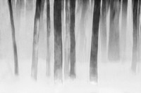 Trees In Fog B&W