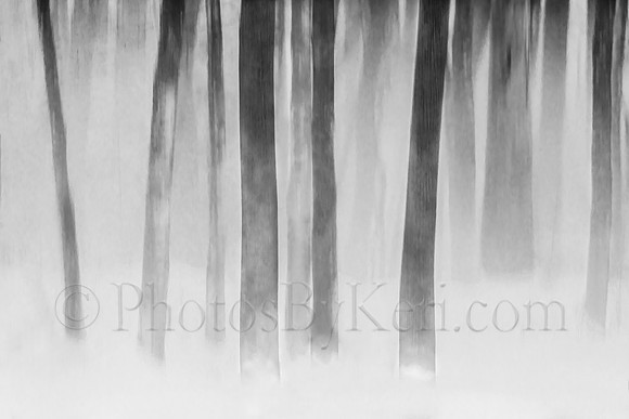 Trees In Fog B&W