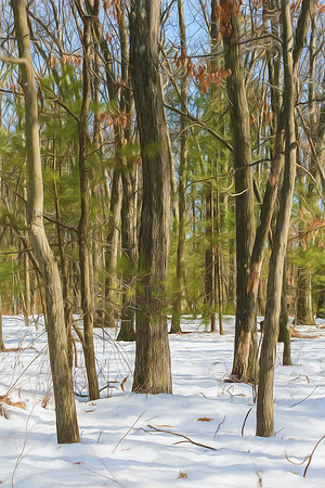 Winter In The Forest