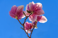 Sweet Magnolia