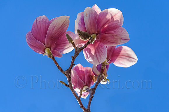 Sweet Magnolia