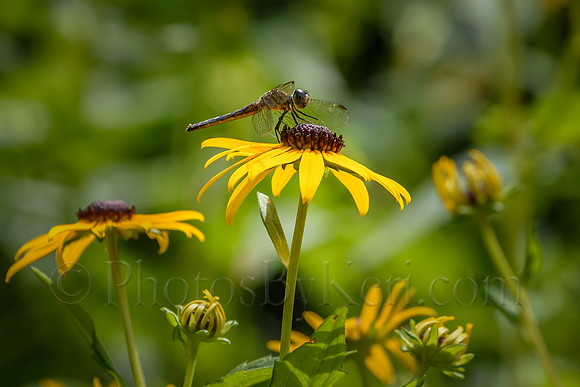 Dragonfly Landing Zone