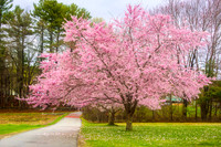Pretty In Pink
