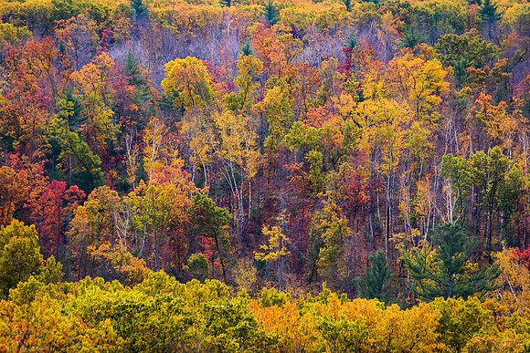 Autumn On The Hillside