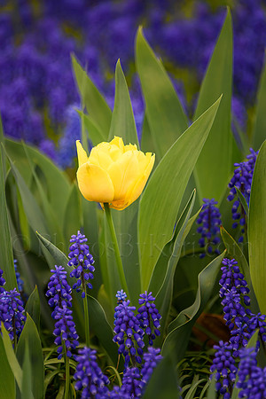 Tulip And Hyacinths