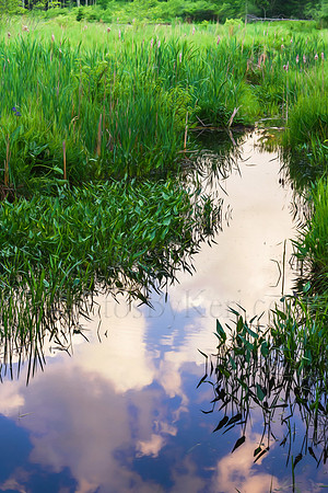 Grass Reflections