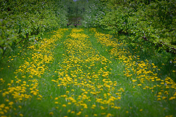 Dandelion Lane