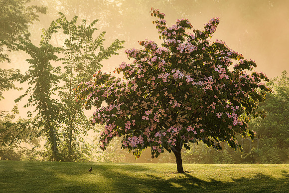 Golden Mist