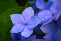 Blue Hydrangea Details