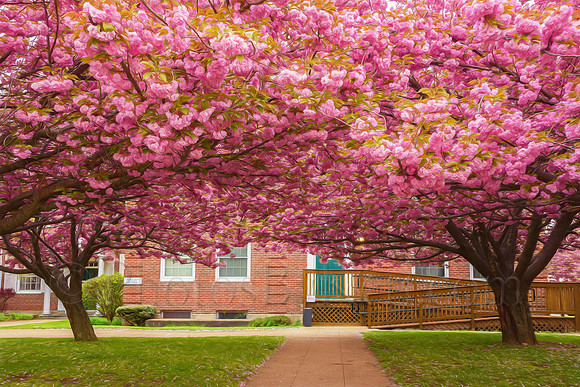 Under The Cherry Trees