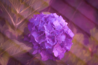 Double Exposed Hydrangea