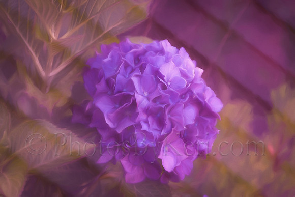 Double Exposed Hydrangea