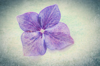 High Key Hydrangea Petal Painted