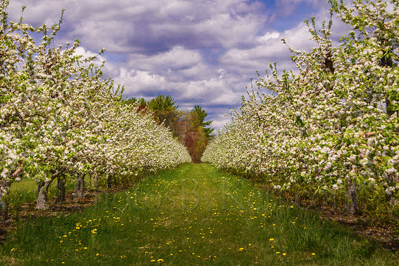 Apple Blossom Stroll